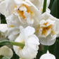 Narcissus Bridal Crown - Bulbs
