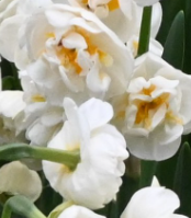 Narcissus Bridal Crown - Bulbs