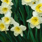 Narcissus ‘Ice Follies’ bulbs
