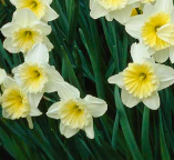 Narcissus ‘Ice Follies’ bulbs