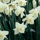 Narcissus 'Mount Hood' bulbs