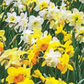 Narcissus 'Species Mixed' bulbs