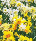 Narcissus 'Species Mixed' bulbs