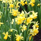 Narcissus ‘Tête-à-tête’ bulbs