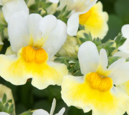 Nemesia