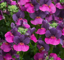 Nemesia
