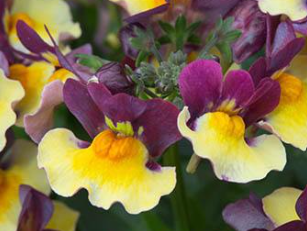 Nemesia