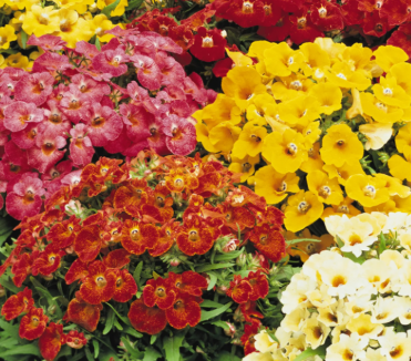 Nemesia