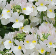 Nemesia