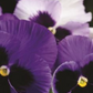Ocean Pansies