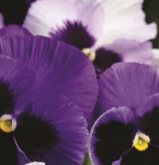 Ocean Pansies