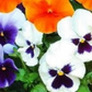 Pansy Mixed (Winter Flowering)