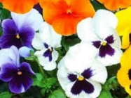 Pansy Mixed (Winter Flowering)