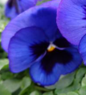 Pansy 'Blue Blotch'