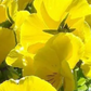 Pansy 'Lemon'