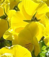 Pansy 'Lemon'