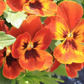 Pansy 'Orange'