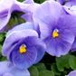 Pansy 'True Blue'