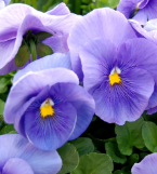 Pansy 'True Blue'