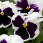 Pansy 'White Blotch'