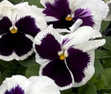Pansy 'White Blotch'