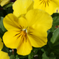 Pansy 'Yellow'