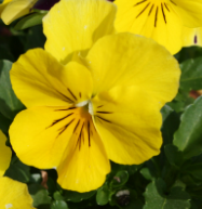 Pansy 'Yellow'