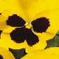 Pansy 'Yellow Blotch'
