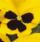 Pansy 'Yellow Blotch'