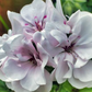 Pelargonium