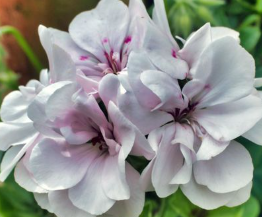 Pelargonium