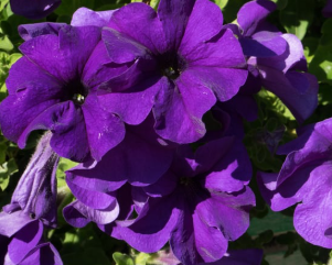 Petunia