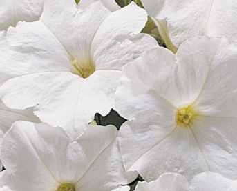 Petunia