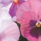 Pink shades Pansies