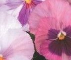 Pink shades Pansies
