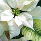 Poinsettia's Pre Order