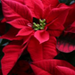 Poinsettia's Pre Order