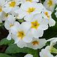 Polyanthus 'Crescendo White'