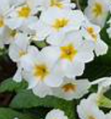 Polyanthus 'Crescendo White'
