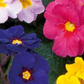 Polyanthus mixed