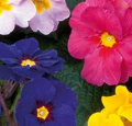 Polyanthus mixed