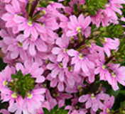 Scaevola