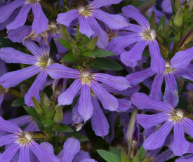Scaevola