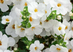 Bacopa