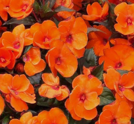 Sunpatiens