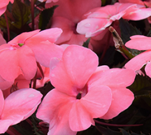 Sunpatiens