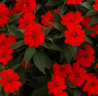 Sunpatiens