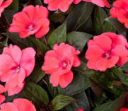 Sunpatiens