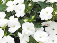 Sunpatiens