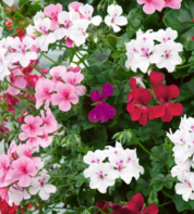 Trailing Geranium